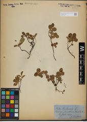 Foto von Salix herbacea L.